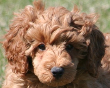 Miniature poodle puppy